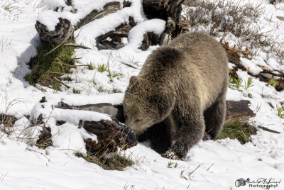 Grizzly Snow YNP May 2025